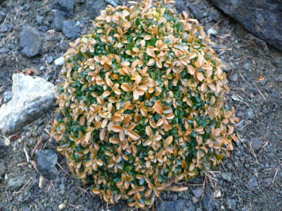 Buxus S. Microphylla