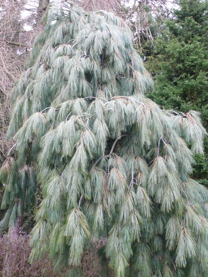 P. Strob. Pendula