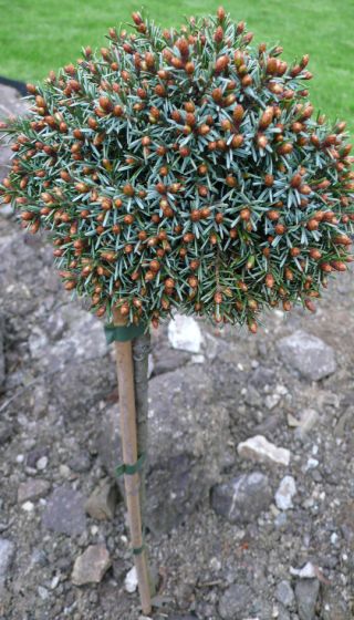 P.Om. Minima