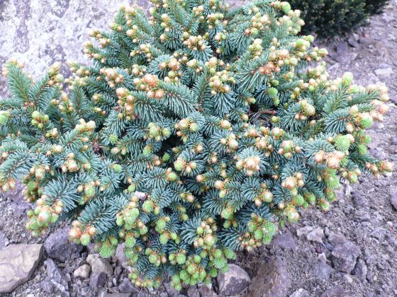P.Ab. Sloupek