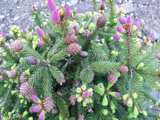 P.Ab. Acrocona Pusch
