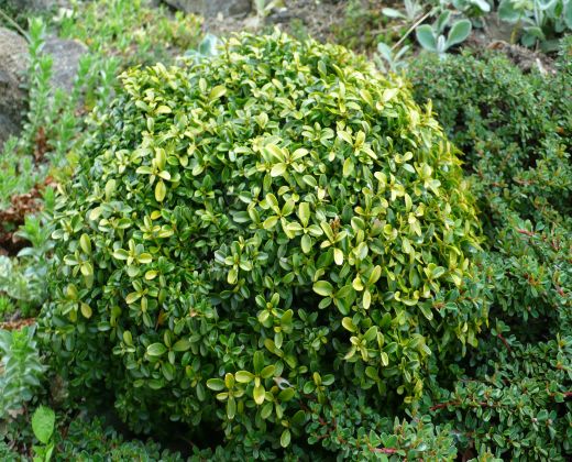 Buxus Microphyllus